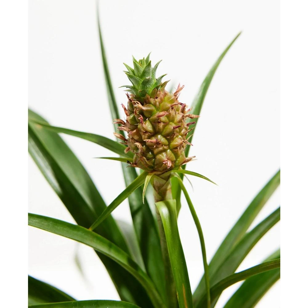 商品Lively Root|Pineapple Plant with Fruit Live Plant, 4 in Chai Pot,价格¥427,第2张图片详细描述