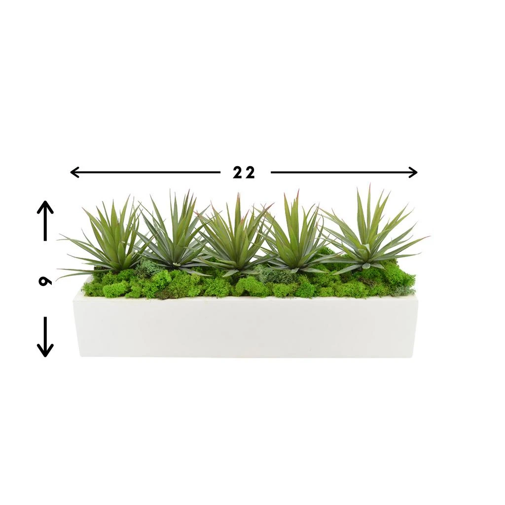 商品Creative Displays|Green Yucca, Cactus with Moss Succulent Plant,价格¥1302,第2张图片详细描述