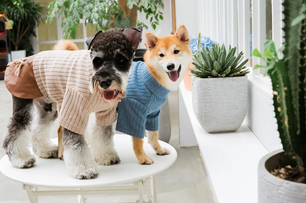 商品Touchdog|Modress Fashion Dog Sweater and Dress,价格¥267,第3张图片详细描述