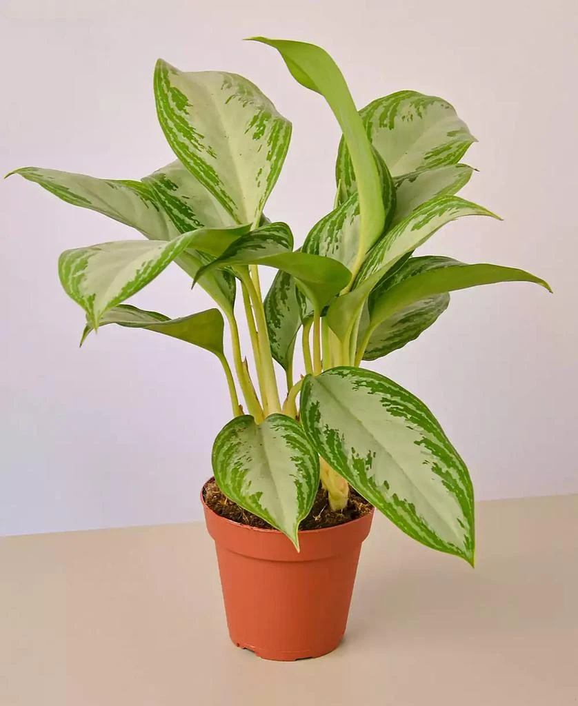 商品House Plant Shop|Chinese Evergreen Silver Bay Live Plant, 4" Pot,价格¥186,第1张图片