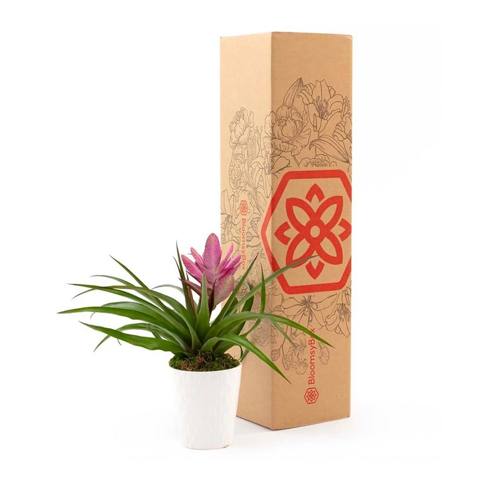 商品BloomsyBox|Pink Bromeliad Live Plant,价格¥449,第3张图片详细描述