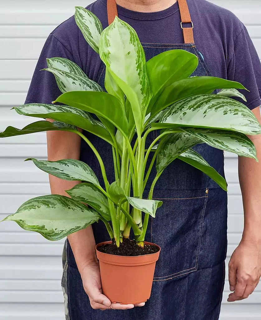 商品House Plant Shop|Chinese Evergreen 'Silver Bay' Live Plant, 6" Pot,价格¥267,第3张图片详细描述