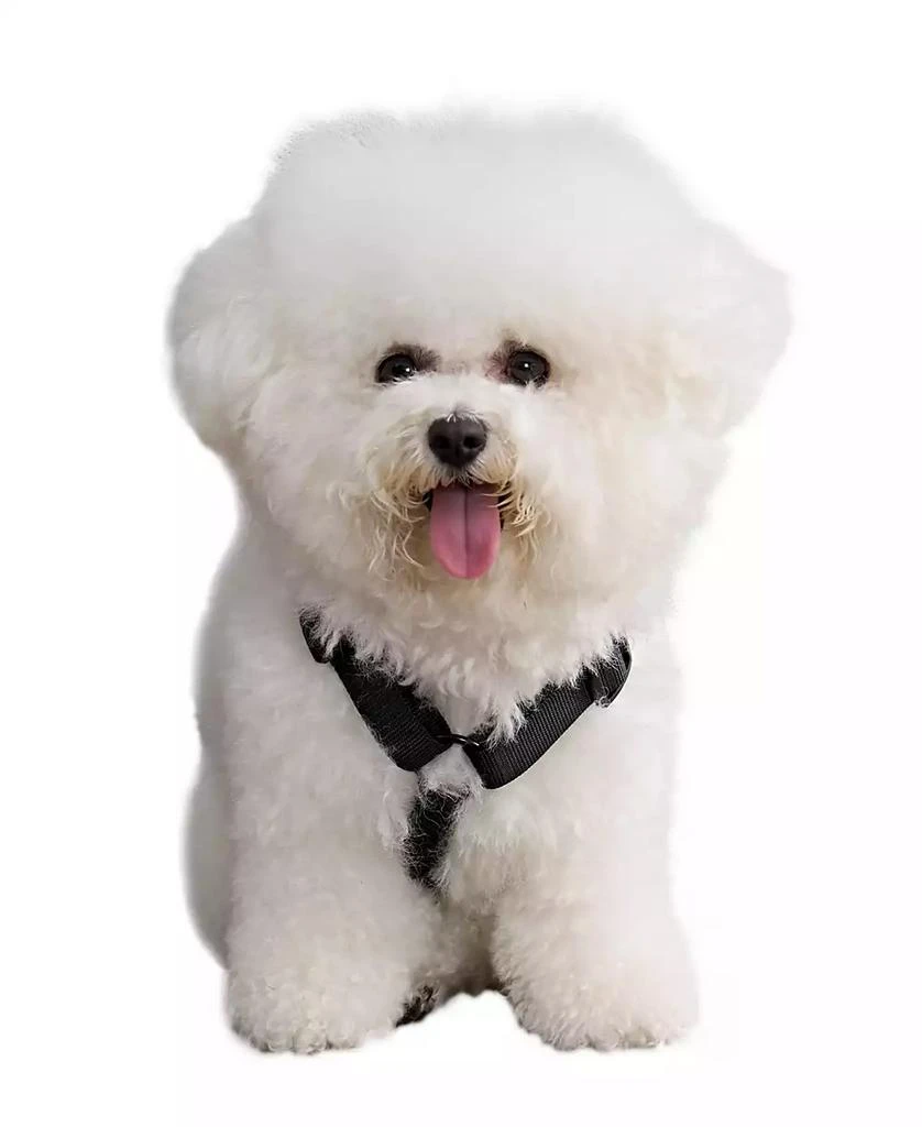 商品Juicy Couture|Bling Velour Pet Harness and Leash 2 Piece Set, Extra Small,价格¥38,第1张图片