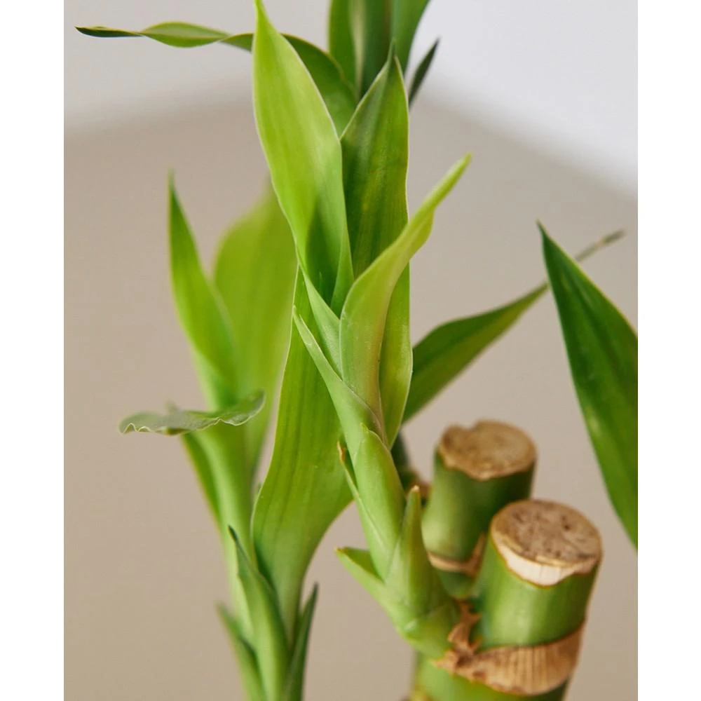 商品House Plant Shop|Dracaena 'Lucky Bamboo' Live Plant, 4" Pot,价格¥150,第2张图片详细描述