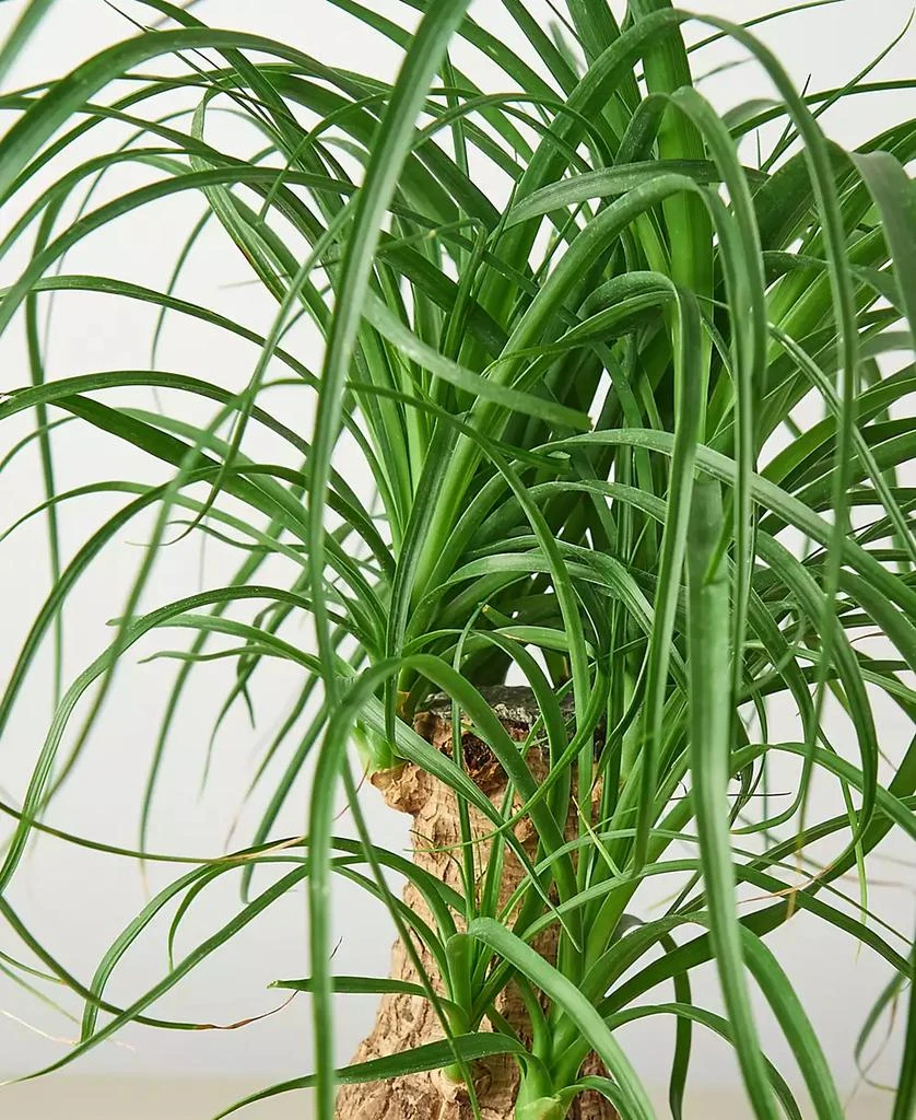 商品House Plant Shop|Palm 'Ponytail' Live Plant, 6" Pot,价格¥191,第2张图片详细描述