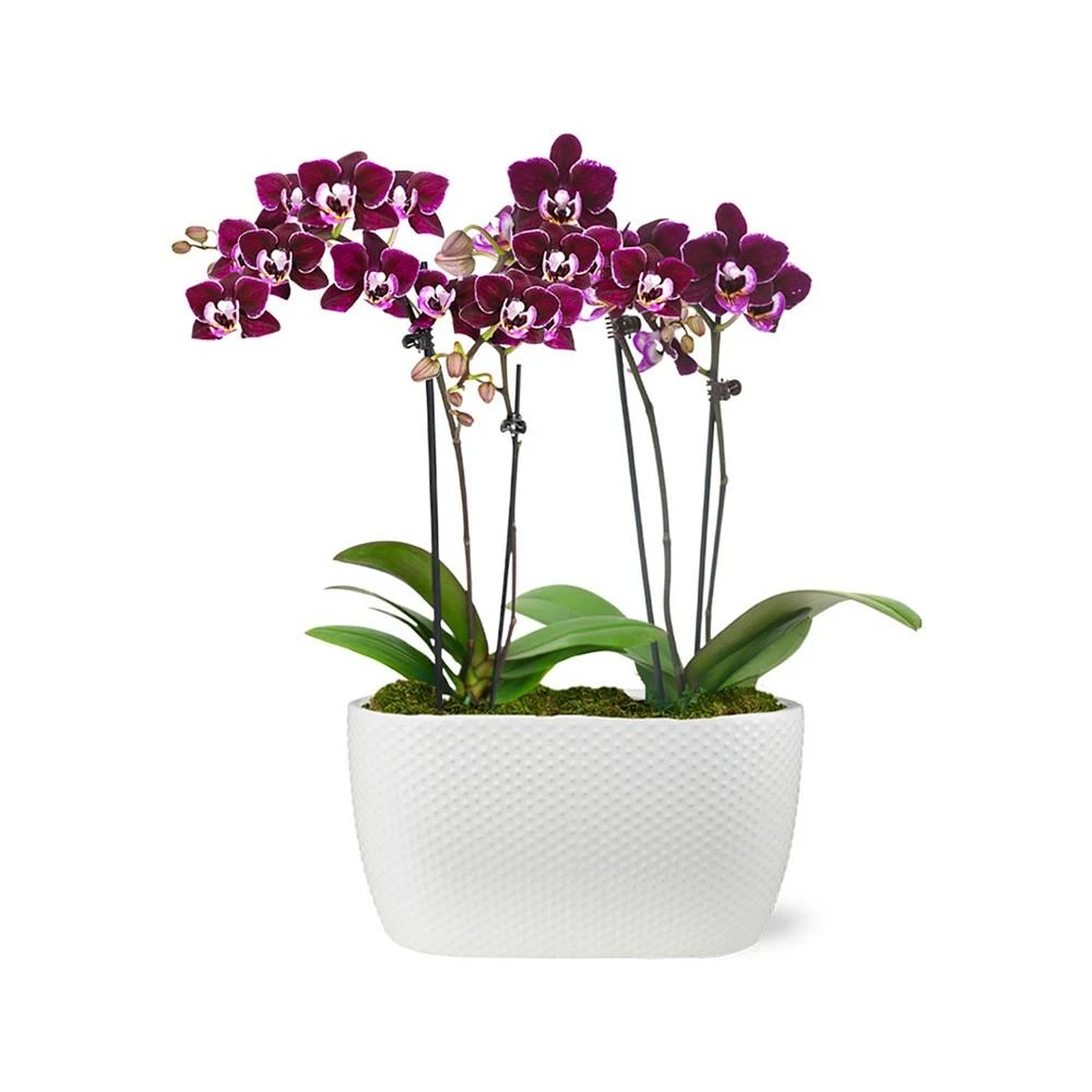 商品BloomsyBox|Amalfi Orchid Duo Live Plant,价格¥449,第1张图片