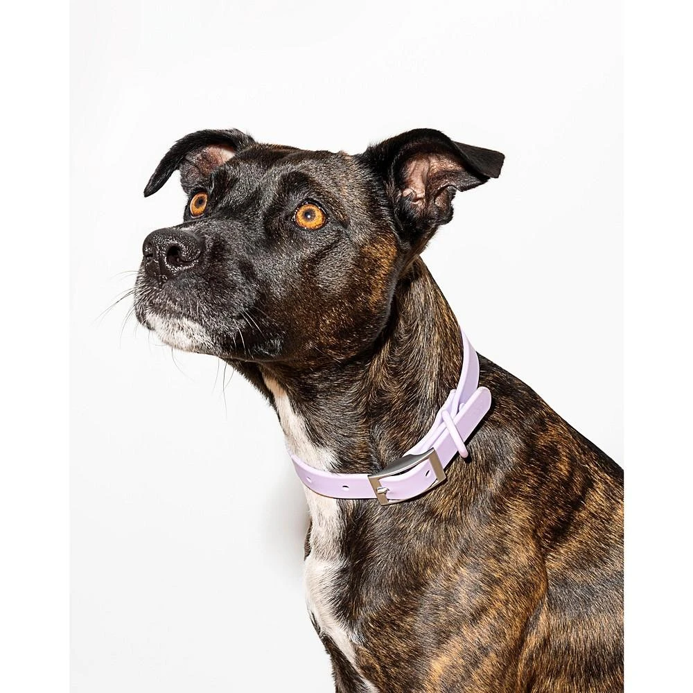 商品Wild One|Collar for Dogs,价格¥283,第3张图片详细描述
