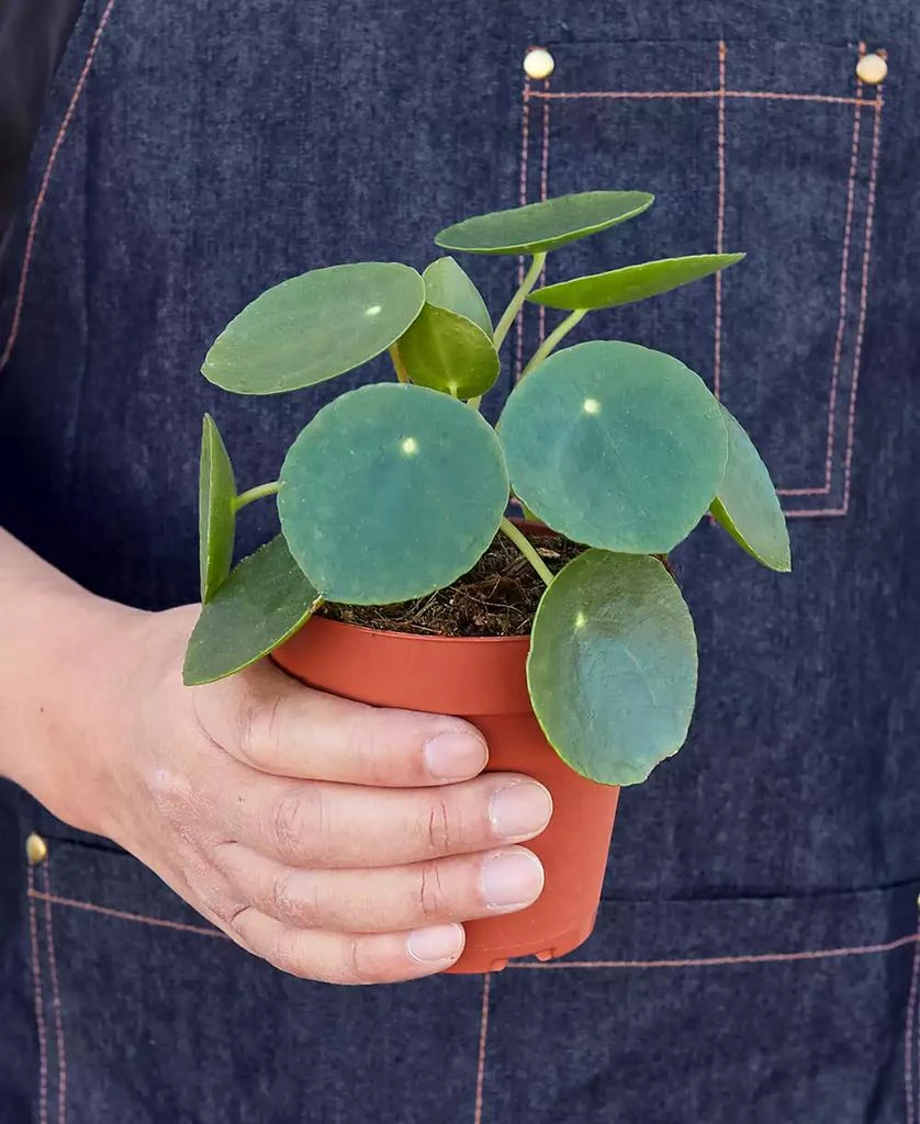 商品House Plant Shop|Pilea Peperomioides 'Chinese Money' Live Plant, 4" Pot,价格¥121,第3张图片详细描述