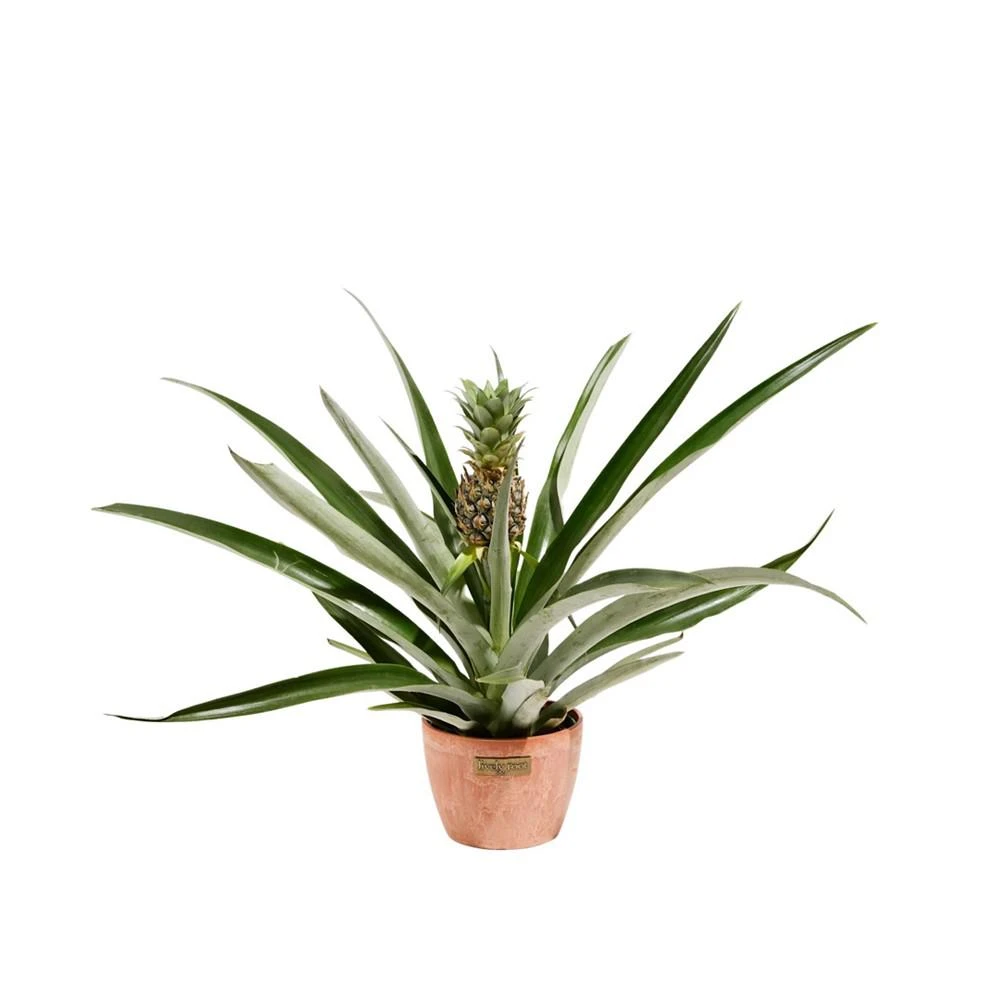 商品Lively Root|Pineapple Plant with Fruit Live Plant, 4 in Chai Pot,价格¥427,第1张图片