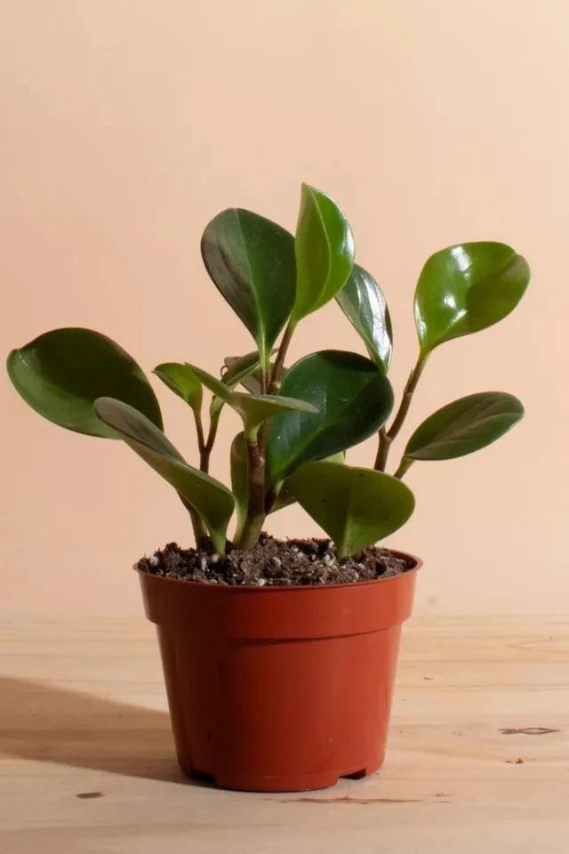 商品Home Botanicals|Home Botanicals Peperomia Obtusifolia 'Rubber' Pet Friendly House Plant in 4" Grow Pot,价格¥150,第1张图片