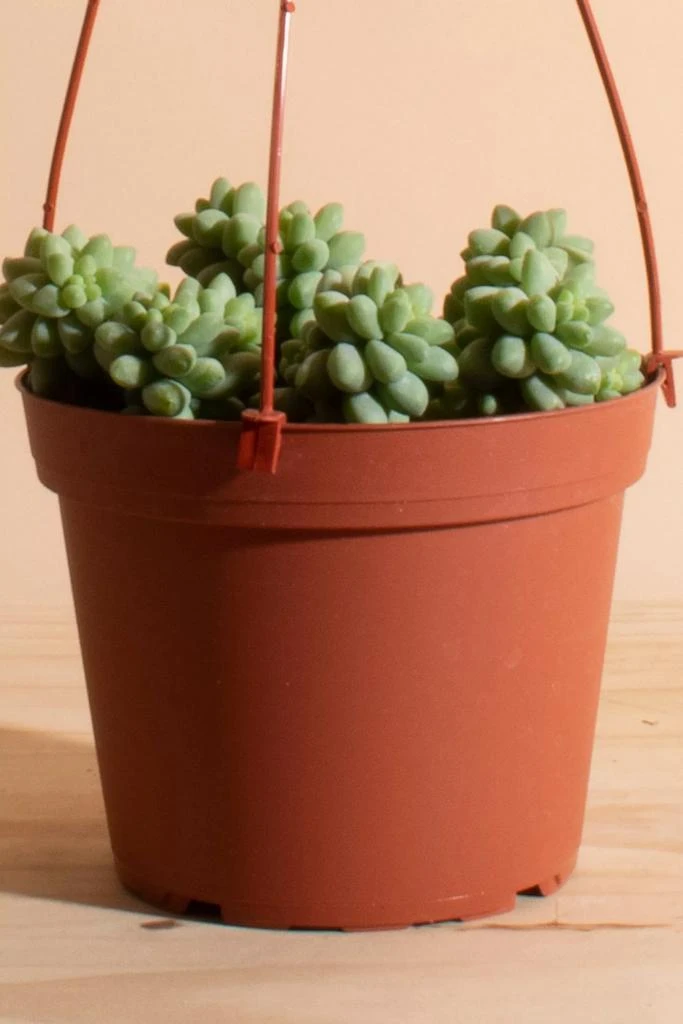 商品Home Botanicals|Home Botanicals Hanging Burrito Sedum Succulent in 6" Grow Pot with Hanger Included,价格¥234,第3张图片详细描述