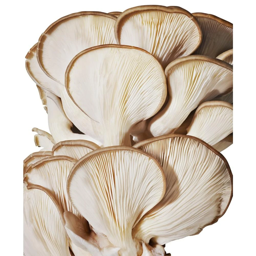 商品Origins|Dr. Andrew Weil for Origins™ Mega-Mushroom Relief & Resilience Soothing Treatment Lotion, 6.7 oz.,价格¥317,第3张图片详细描述