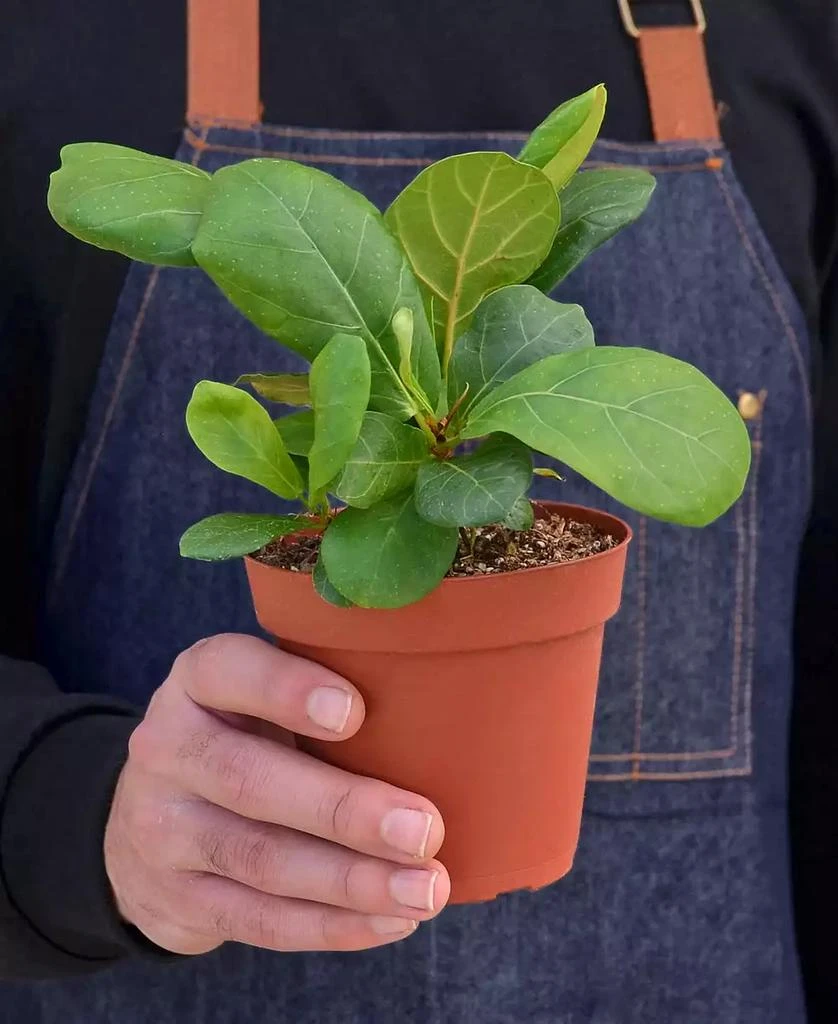 商品House Plant Shop|Fiddle Leaf Fig Ficus Lyrata Live Plant, 4" Pot,价格¥135,第3张图片详细描述