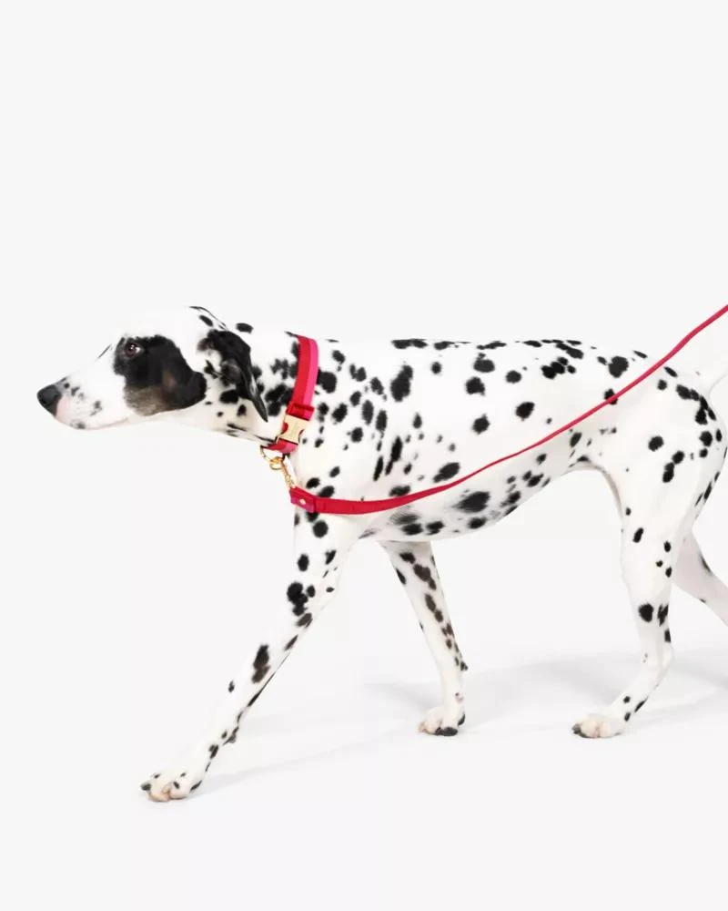 商品Kate Spade|Colorblock Leash,价格¥243,第3张图片详细描述