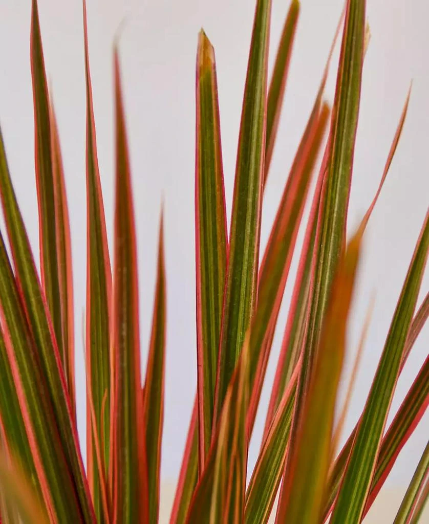 商品House Plant Shop|Dracaena 'Colorama' Live Plant, 4" Pot,价格¥115,第2张图片详细描述