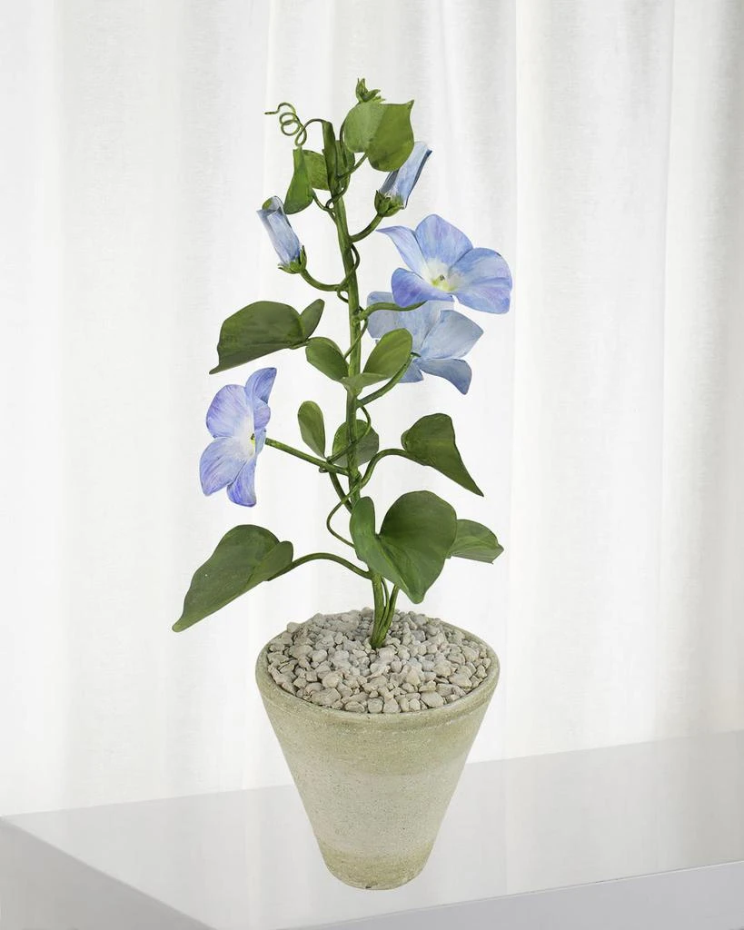 商品Tommy Mitchell|Morning Glory September Birth Flower in White Terracotta Pot,价格¥8979,第1张图片