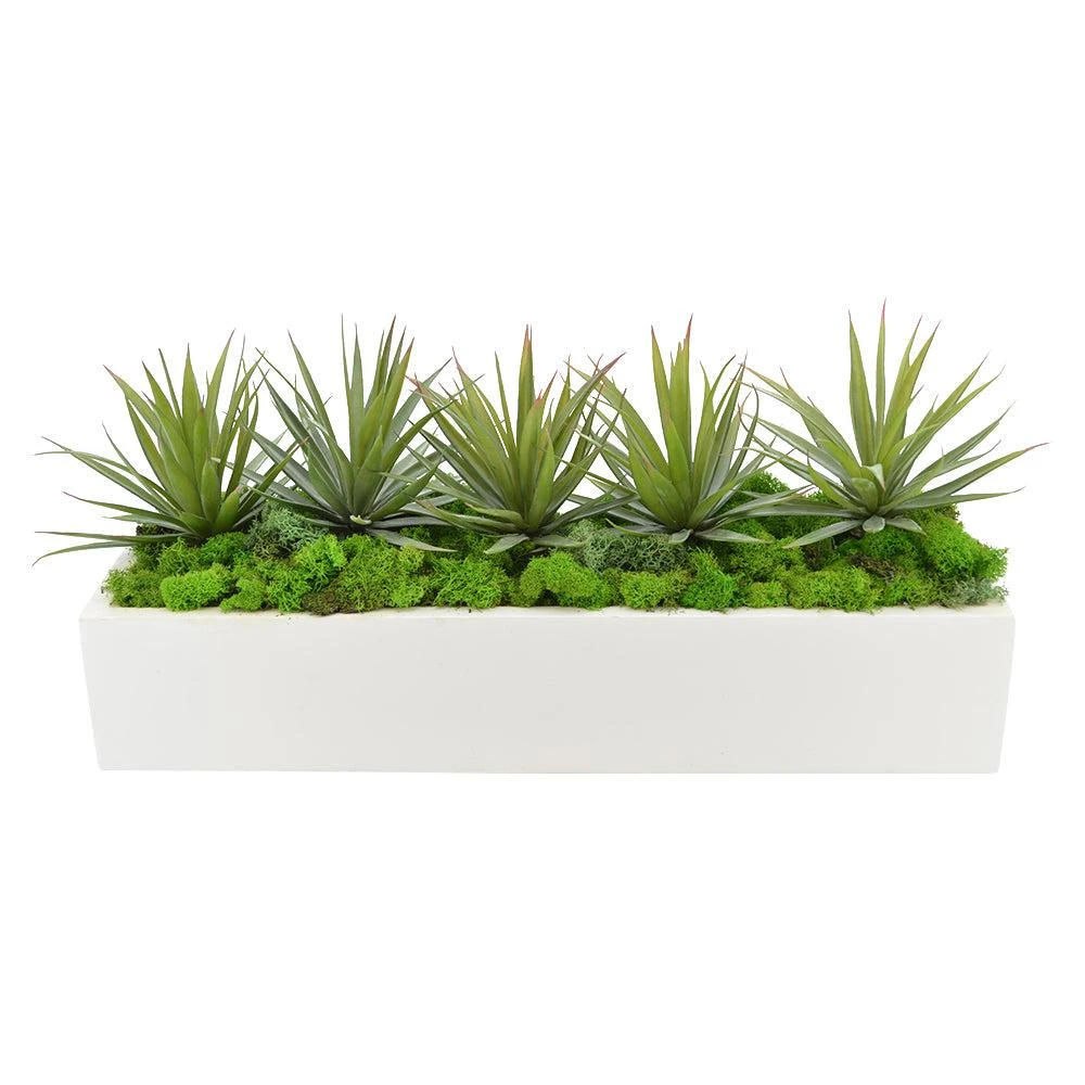 商品Creative Displays|Green Yucca, Cactus with Moss Succulent Plant,价格¥1302,第1张图片