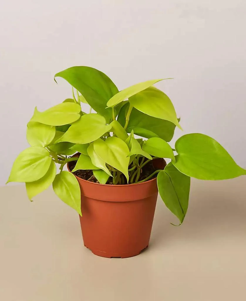 商品House Plant Shop|Philodendron 'Neon' Live Plant, 4" Pot,价格¥155,第1张图片