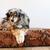 商品第5个颜色Python, Le Dog Company | Leather Dog Bed