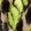 商品第1个颜色Key Lime, UGG | Fluff Yeah Animalia Slingback Sandal