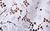 颜色: WHITE, Michael Kors | Studded Corded Floral Lace Shirt