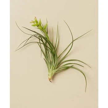 House Plant Shop | Tillandsia Stricta Live Air Plants, Pack of 3,商家Macy's,价格¥121