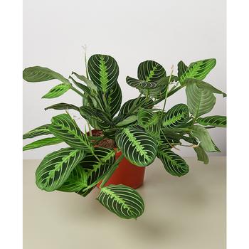 商品House Plant Shop | Maranta 'Lemon Lime' Live Plant, 6" Pot,商家Macy's,价格¥213图片