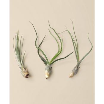 商品House Plant Shop | Tillandsia Live Air Plants, Pack of 3,商家Macy's,价格¥156图片