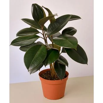 House Plant Shop | Ficus Elastica 'Burgundy' Live Plant, 6" Pot,商家Macy's,价格¥229