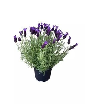 GreenishBlu | Live Rooted French Lavender Plant,商家Macy's,价格¥314