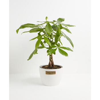 商品Lively Root | Money Tree Live Plant, 8" Coco Eco Pot,商家Macy's,价格¥786图片
