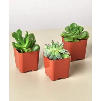 House Plant Shop | Succulent Variety Live Plants, Pack of 3,商家Macy's,价格¥134