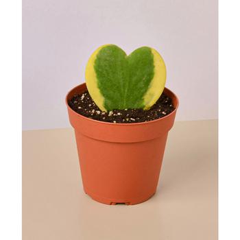 商品House Plant Shop | Hoya Sweetheart Variegated Live Plant, 4" Pot,商家Macy's,价格¥149图片