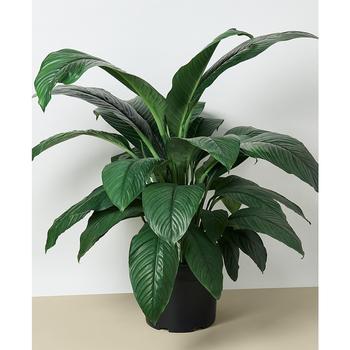 商品House Plant Shop | Spathiphyllum Peace Lily Live Plant, 10" Pot,商家Macy's,价格¥859图片