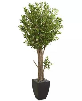 NEARLY NATURAL | 6.5' Olive Artificial Tree in Black Planter,商家Macy's,价格¥4479