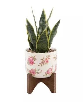 Flora Bunda | 12" Snake Plant in Ceramic on Stand,商家Macy's,价格¥300