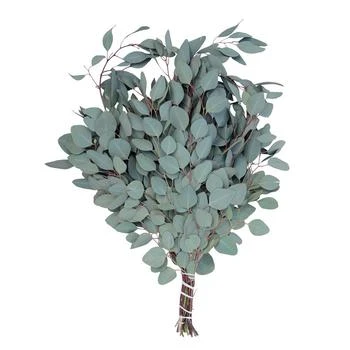 Magnolia Supply Co | Fresh Silver Dollar Eucalyptus Bundle,商家Macy's,价格¥224