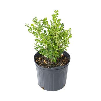 商品Boxwood Wintergreen Live Plant, 8" Pot,商家Macy's,价格¥183图片
