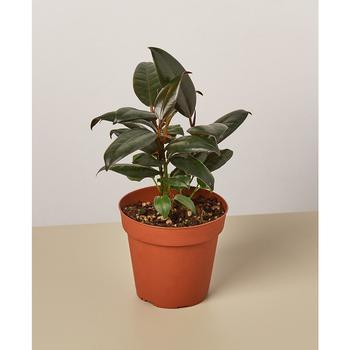 商品House Plant Shop | Ficus Elastica 'Burgundy' Live Plant, 4" Pot,商家Macy's,价格¥131图片