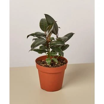 House Plant Shop | Ficus Elastica 'Burgundy' Live Plant, 4" Pot,商家Macy's,价格¥134