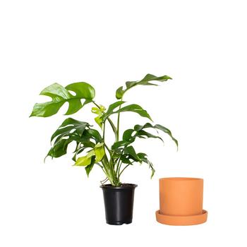 商品5" Planter with Saucer and 4" Monstera Ginny Plant,商家Macy's,价格¥533图片