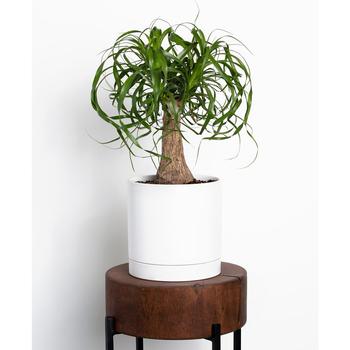 商品Live Ponytail Palm Plant with 7" Ceramic Pot图片