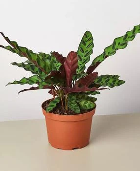 House Plant Shop | Calathea Lancifolia 'Rattlesnake' Live Plant, 6" Pot,商家Macy's,价格¥314