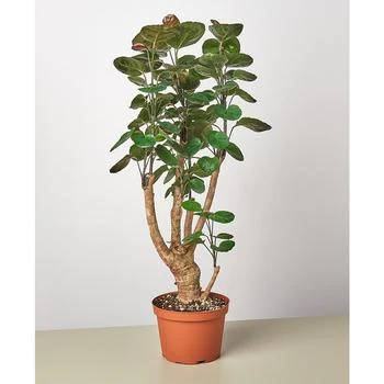 House Plant Shop | Aralia Fabian Stump 'Polyscias Scutellaria' Live Plant, 6" Pot,商家Macy's,价格¥229