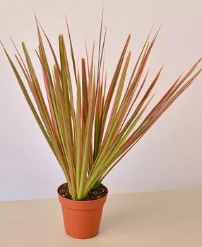 House Plant Shop | Dracaena 'Colorama' Live Plant, 4" Pot,商家Macy's,价格¥135