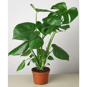 House Plant Shop | Philodendron 'Monstera' Live Plant, 6" Pot,商家Macy's,价格¥224