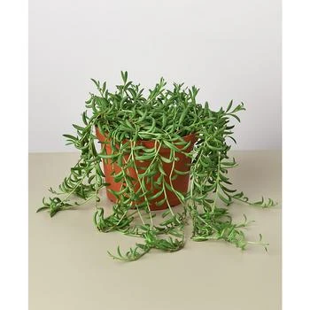 House Plant Shop | Succulent String of Bananas Live Plant, 6" Pot,商家Macy's,价格¥191