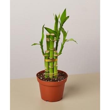 商品House Plant Shop | Dracaena 'Lucky Bamboo' Live Plant, 4" Pot,商家Macy's,价格¥154图片