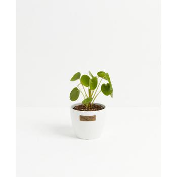 商品Lively Root | Chinese Money Plant Live Plant, 4" Coco Eco Pot,商家Macy's,价格¥385图片