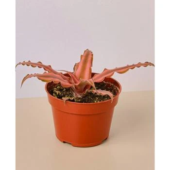House Plant Shop | Cryptanthus 'Pink Star' Live Plant, 4" Pot,商家Macy's,价格¥153